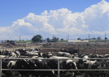 Possibilities of animal husbandry in agriculture