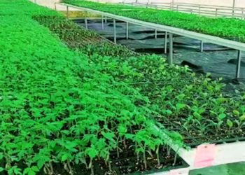 UP's first hi-tech nursery inaugurated in Rae Bareli