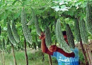 विविध सब्जियों की खेती से हर महीने 1.20 लाख रुपये कमाता है यह युवा किसान