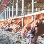 Promotion of Animal Husbandry: Top Schemes for Farmers