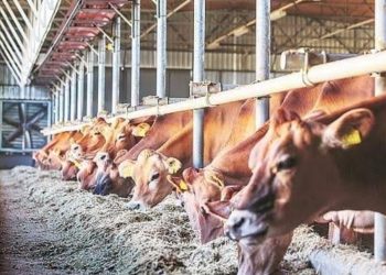 Promotion of Animal Husbandry: Top Schemes for Farmers