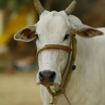 Jharkhand Chief Minister Livestock Development Scheme: Increasing farmers' income through livestock development