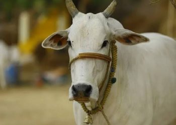Jharkhand Chief Minister Livestock Development Scheme: Increasing farmers' income through livestock development