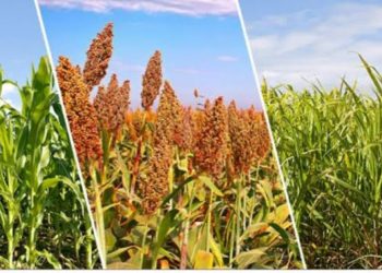 फसल विविधीकरण क्यों मायने रखता है? क्या हैं इसके लाभ