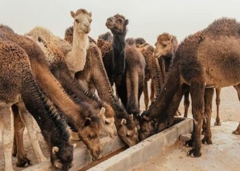 ऊंट पालन से इस तरह कर सकते हैं हर महीने लाखों की कमाई