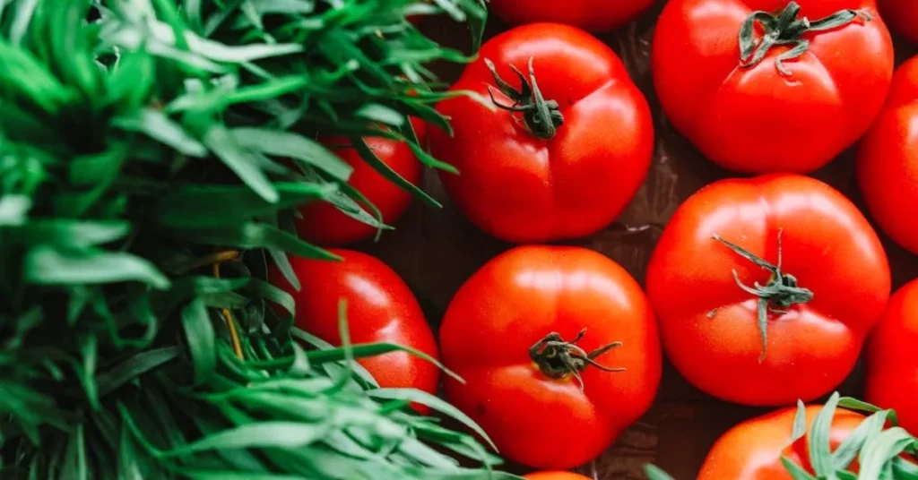 Tamatar Ki Kheti