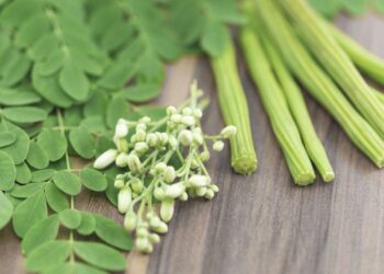 सहजन की खेती से किसान कर सकते है मोटी कमाई , 1 एकड़ से 6 लाख तक मिलेगा मुनाफा