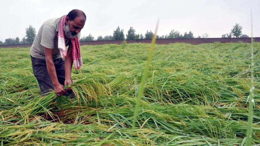 मानसून से फसल को कैसे बचाएं