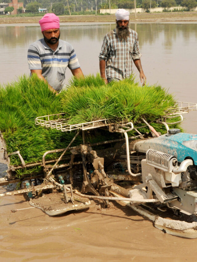 One of these is paddy transplanting with machines.