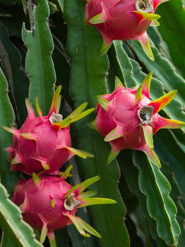 Dragon-Fruit-Plant-1