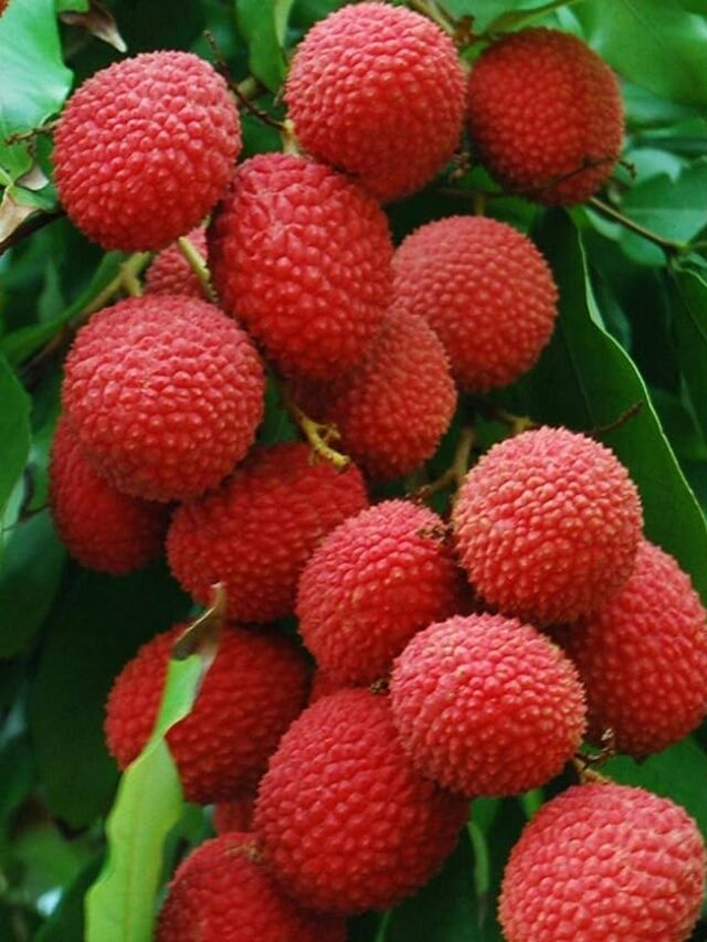 lichi