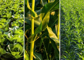 क्या है फसल विविधिकरण, जिसे अपनाकर किसान कृषि को बना सकते हैं फायदे का सौदा?