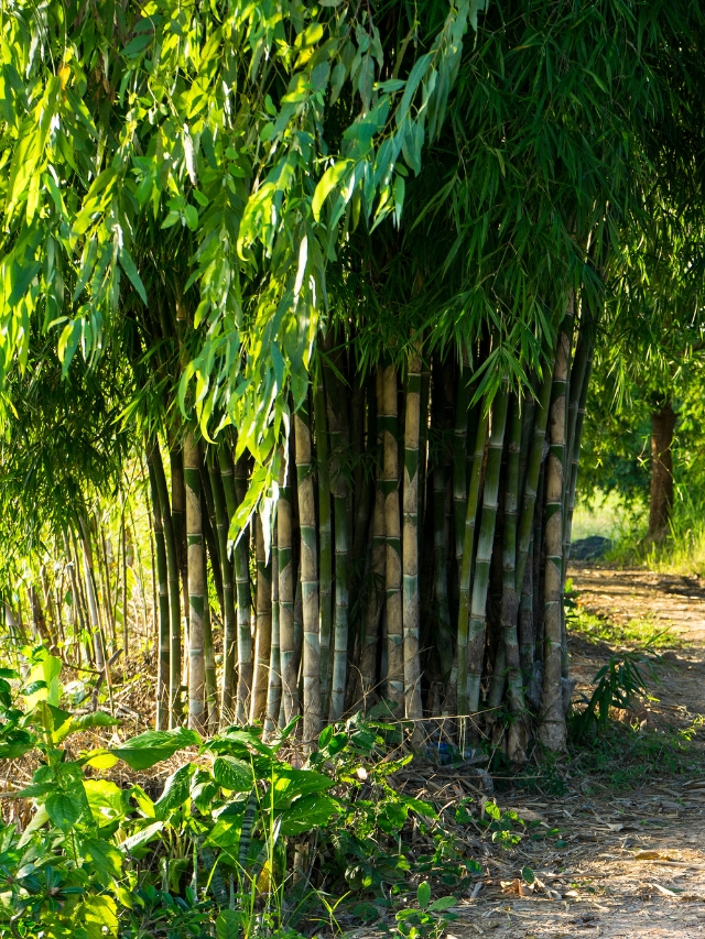 bamboo-farming-2