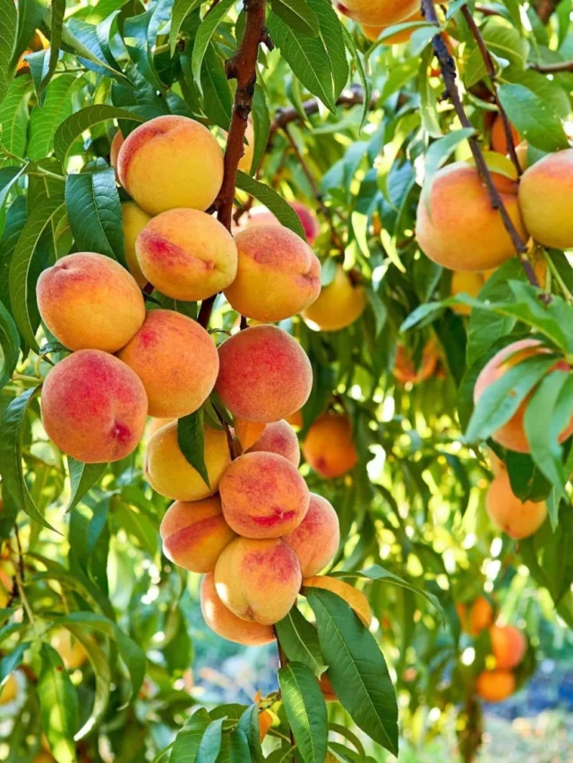 9-peach-fruit-hybrid-seeds-p1269-kanaya-original-imagjsmrfpe9tzbx