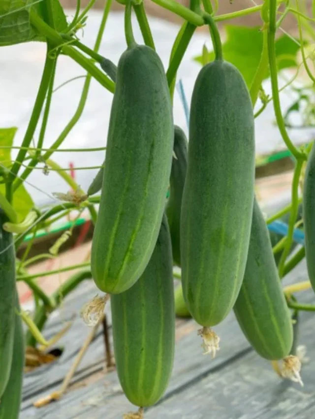 How-to-grow-and-care-for-cucumber-plants-f