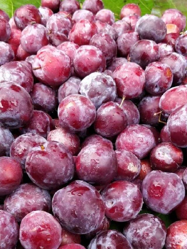 falsa-eating-benefits-1716539632