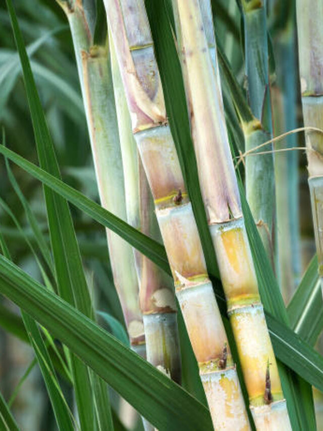 fresh sugarcane in garden.