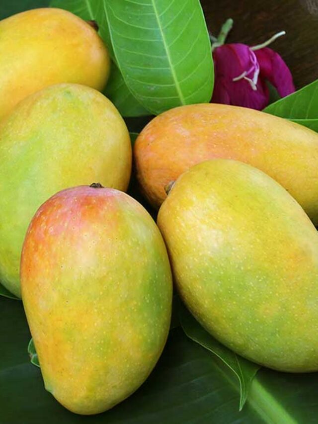 sugar-free-mangoes