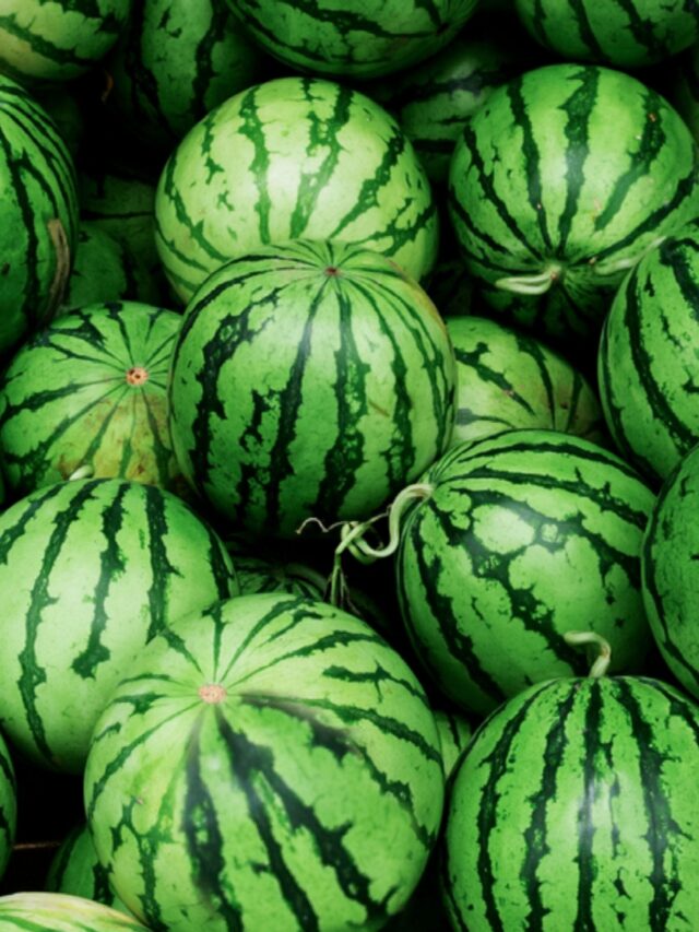 when-to-harvest-watermelon-2539591-04-f7f99d3a73d846cb9d453f8a6f0cc7ee-scaled