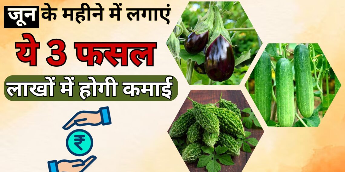किसान बरसात से पहले लगा डालें ये 3 फसलें, 3 महीने में ही हो जाएंगे लखपति
