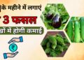 किसान बरसात से पहले लगा डालें ये 3 फसलें, 3 महीने में ही हो जाएंगे लखपति