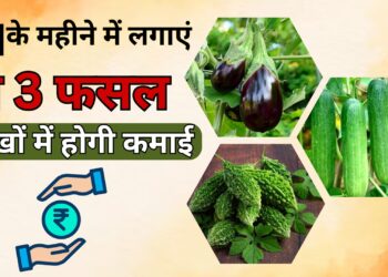 किसान बरसात से पहले लगा डालें ये 3 फसलें, 3 महीने में ही हो जाएंगे लखपति