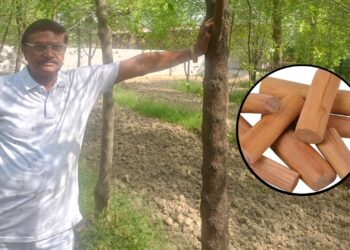 बैंक मैनेजर की नौकरी छोड़ चंदन की फार्मिंग कर रहे बिजनौर के आरपी सिंह, CCTV से होती है निगरानी