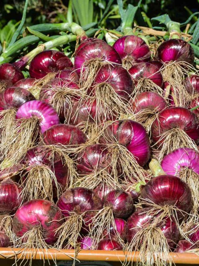 how-to-grow-red-onions-b564192652994357a2c45f0306e02478