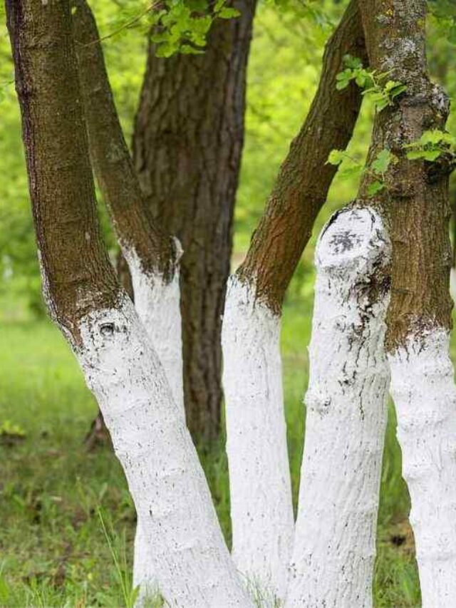 white-painted-trees-