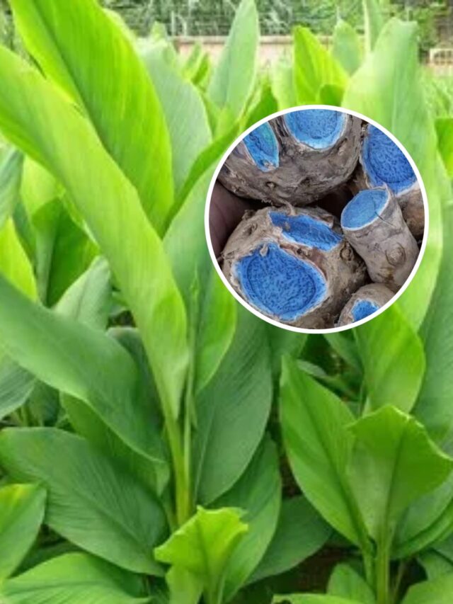 blue turmeric