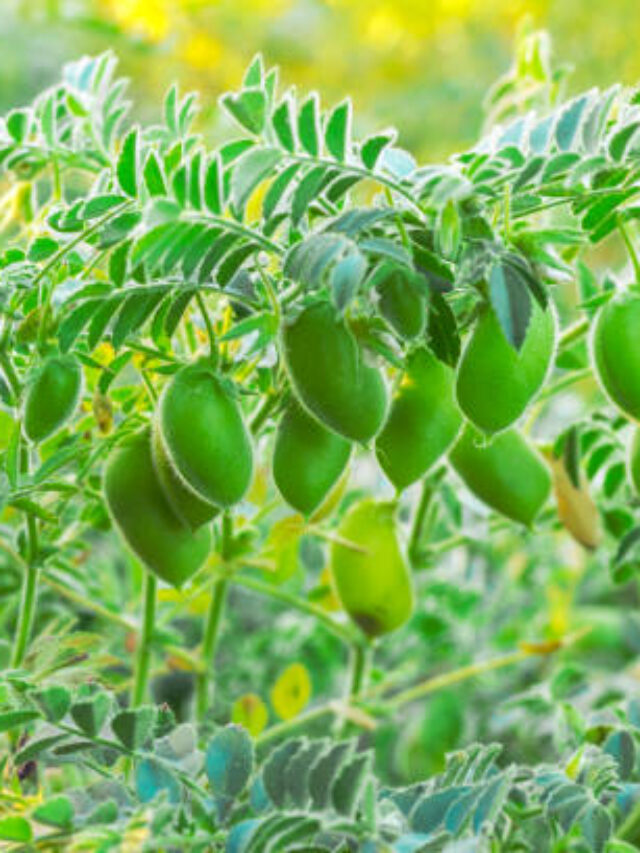 chickpeas ripening in the field