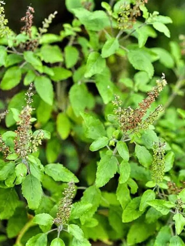 tulsi-1-1