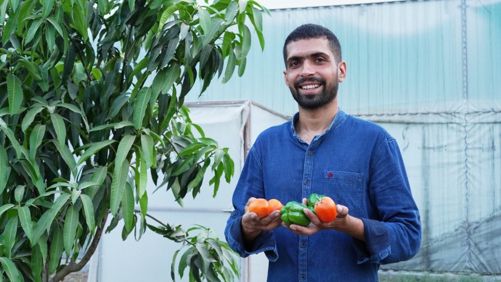 शिमला मिर्च की खेती