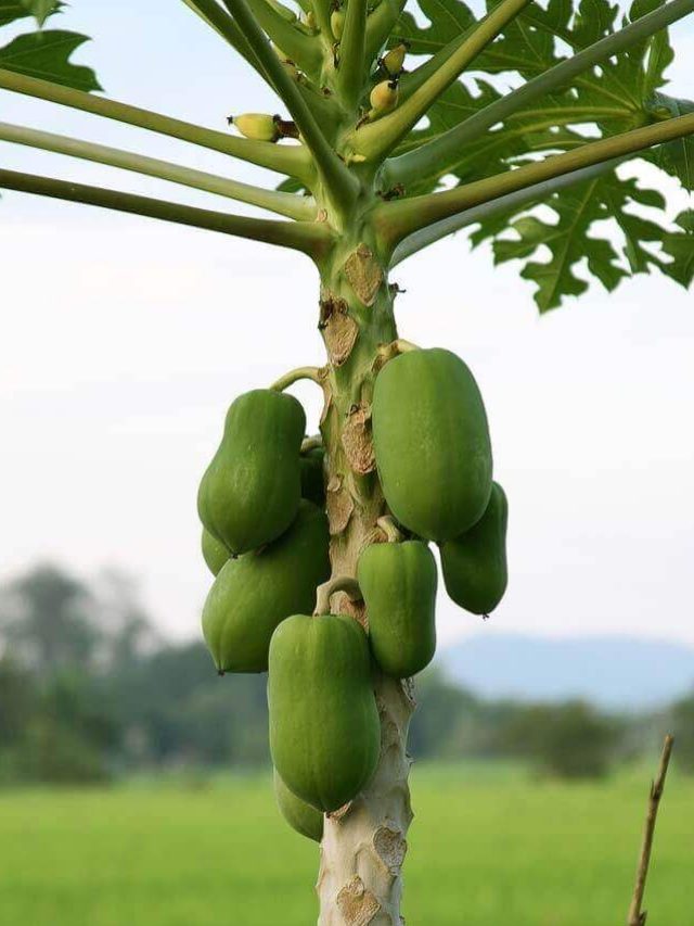 Papaya 1